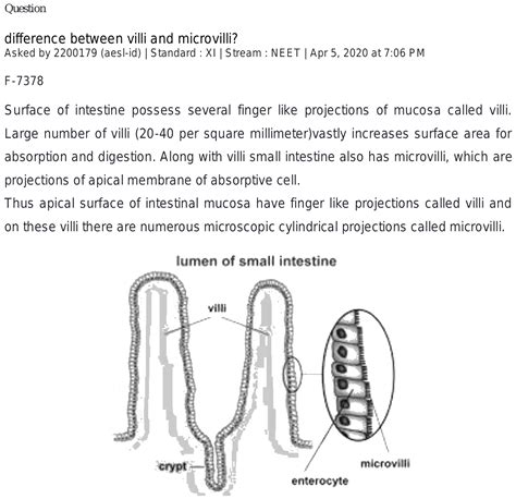 What is the difference between microvilli and villi?