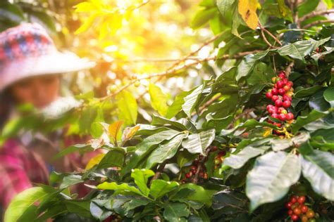 Best Kona Coffee Farms To Visit on the Big Island (2023)