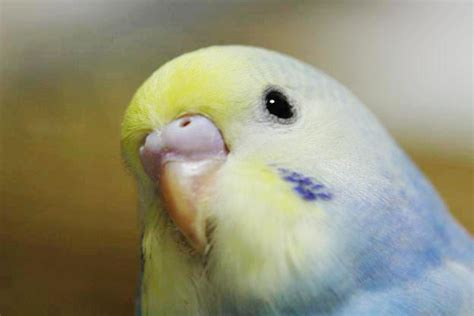 Parrots: Rainbow Budgie Breeding