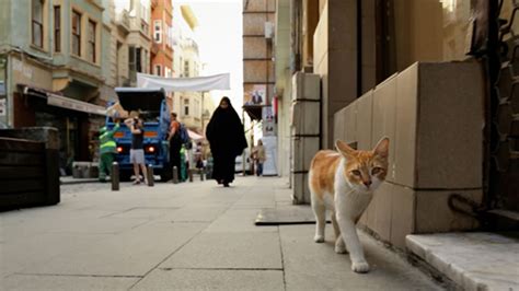 'Kedi,' a Heartwarming New Documentary, Stars Istanbul's Street Cats ...