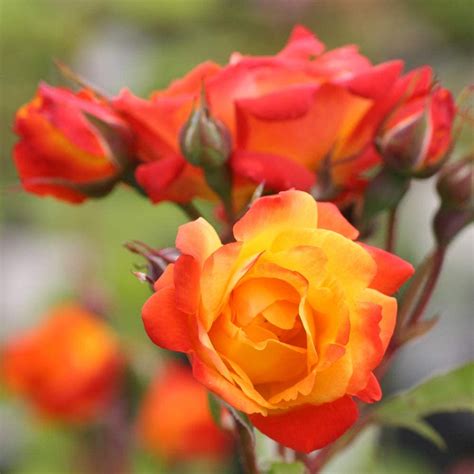 10 Climbing Roses For The Perfect Greek Garden | Storables