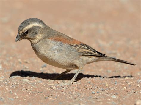 Female Sparrow