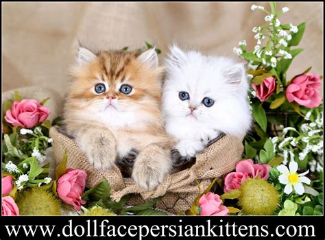 Teacup Persian kittens for sale | Doll Face Persian Kittens