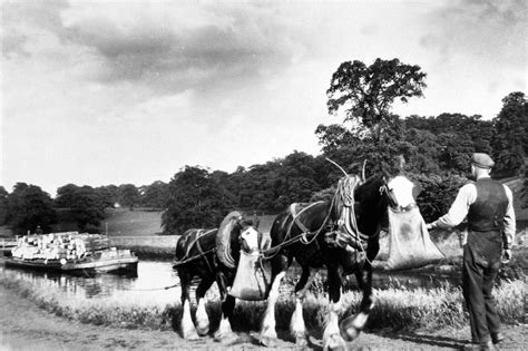 Canal barge horses on Union Canal - Falkirk Council