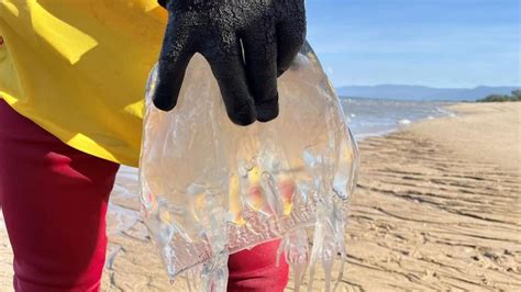 Box jellyfish incidents reinforce need for stinger safety in North Queensland | Townsville Bulletin