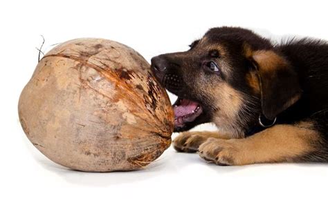 Why Every Dog Owner Should Have Coconut Oil In Their Pantry