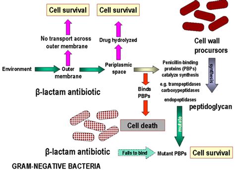 Antibiotics that affect the cell envelope