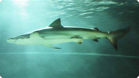 Copper Sharks Are The Coastal Sharks Of The World - Shark Sider