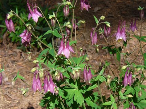 Aquilegia x hybrida (Columbine hybrids, Hybrid Columbines) | North ...