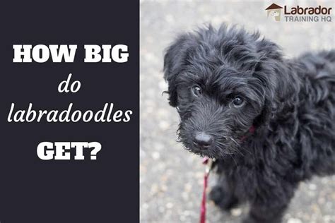 Labradoodle Size - How Big Do Labradoodles Get? (All About The Labrador ...