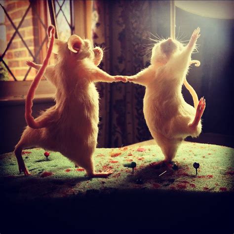 Dance like no ones watching in 2021 | Dancing animals, Cute rats, Taxidermy