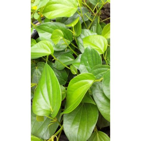 Jual DAUN SIRIH HIJAU | Shopee Indonesia