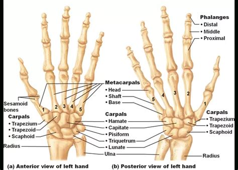 Hand Bones : Carpals, Metacarpals & Phalanges - Anatomy Info