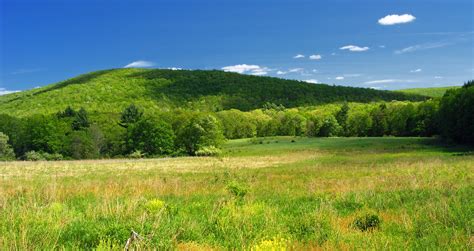 Green grass with trees and mountain as background HD wallpaper ...