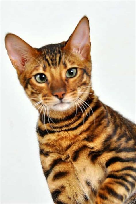 Toyger Cat Society – Toyger Cat Club