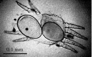 Paedogenesis occurring in a nymphal stage of Brevipalpus phoenicis.... | Download Scientific Diagram