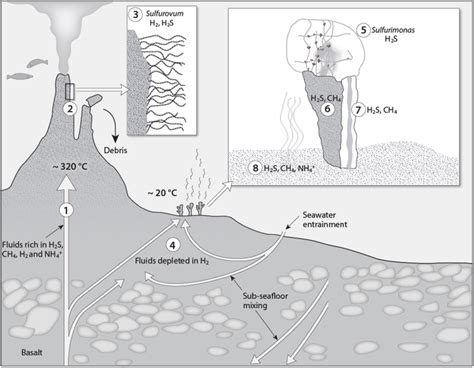 Frontiers | Novel Barite Chimneys at the Loki's Castle Vent Field Shed Light on Key Factors ...