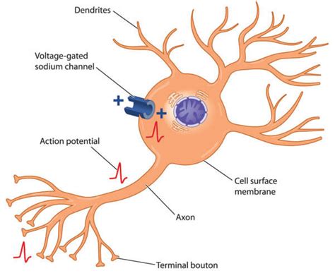 Refractory Period - The Definitive Guide | Biology Dictionary