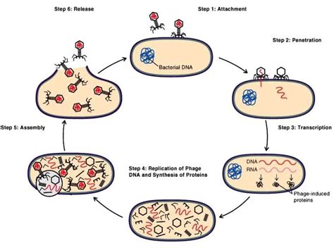 Bacteriophage: Structure, Replication, Uses • Microbe Online