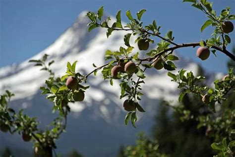 Classic road trip: Mount Hood Scenic Loop, including the Columbia River ...