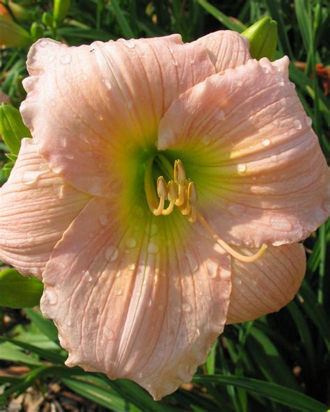 Daylily Varieties | Daylily Photos | HGTV