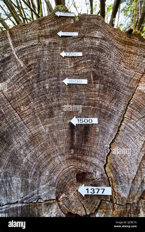 Rings of Redwood tree marked by age to show centuries Stock Photo - Alamy