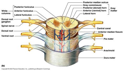 Pin on Chapter 13: The Spinal Cord