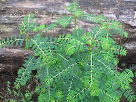 Phyllanthus Niruri / Bhuiamla / Green Chanca Piedra 50 seeds | Etsy