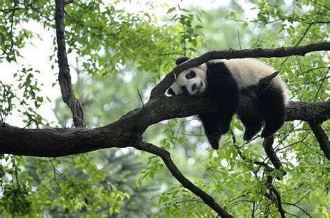 Lazy Panda Wallpapers - Top Free Lazy Panda Backgrounds - WallpaperAccess