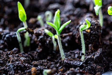Pepper seedlings in plastic cups - Creative Commons Bilder