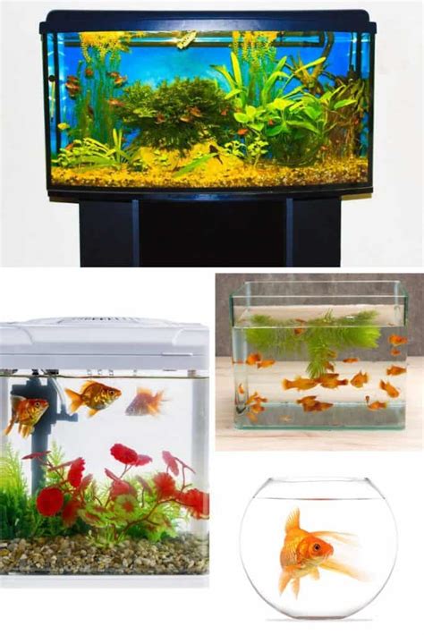 Aquarium Dimensions: The Right Size for Your Home and Fish Species ...