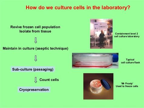 Introduction to cell culture techniques