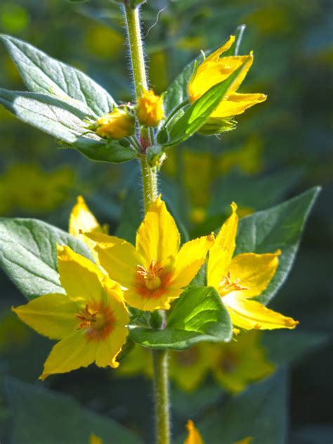 How to Grow Lysimachia - Loosestrife