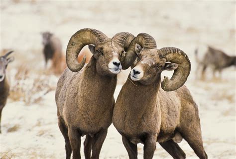 Nebraska wildlife takes center stage in amazing photographs | Photo galleries | journalstar.com