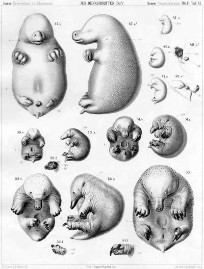 Echidna Development - Embryology