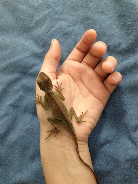 Mountain horned lizard baby | Horned lizard, Lizard, Pet care