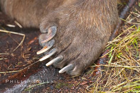 Brown bear paw and claws, Ursus arctos, Brooks River, Katmai National ...