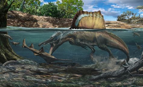 Spinosaurus had bones built for swimming | Popular Science