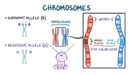 Inheritance patterns: Video, Anatomy & Definition | Osmosis