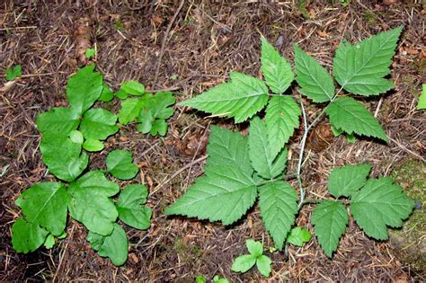 Poison Oak Pictures to Help You ID This Plant