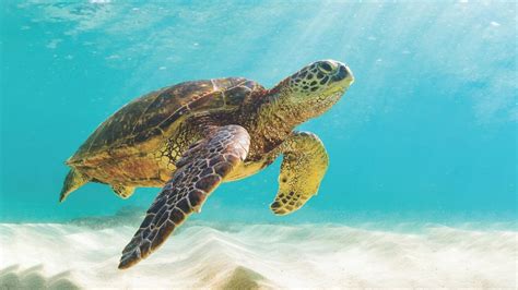 Historic agreement to protect green turtles - Great Barrier Reef Foundation