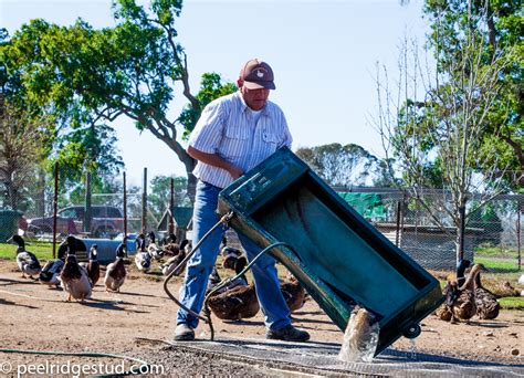 Best Water Troughs for Ducks and Geese