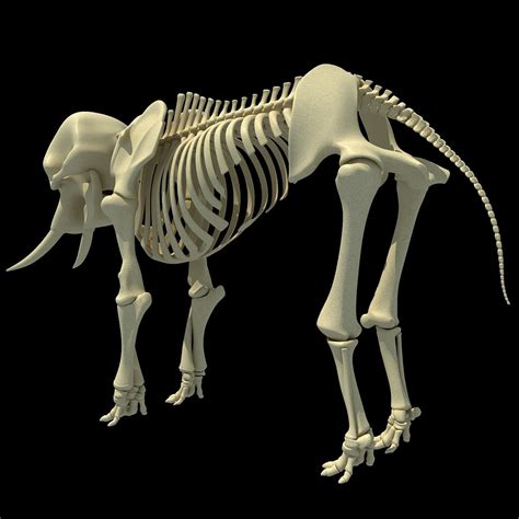 Animal Skeletons | African Elephant Skeleton – 3D Horse