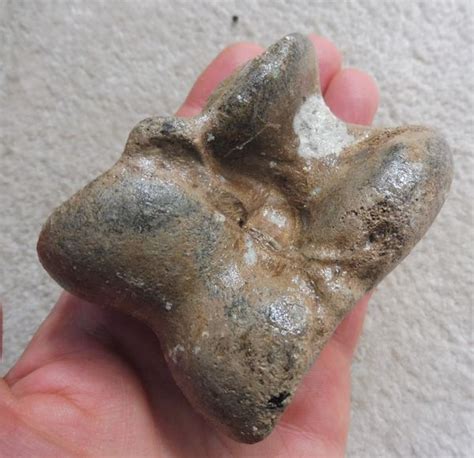 Fossil Steppe Bison Astragalus for Sale. UK Fossils. North Sea ...