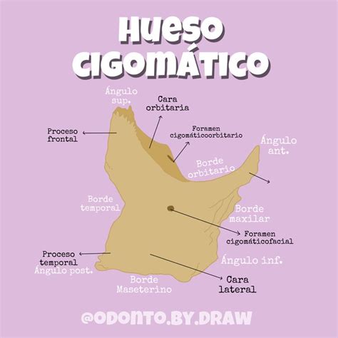 Hueso cigomático | Anatomía dental, Anatomía médica, Huesos anatomia