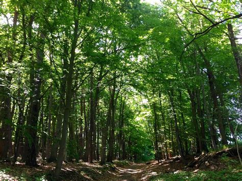 Ancient beech forest Germany | Sophie's World Travel Inspiration