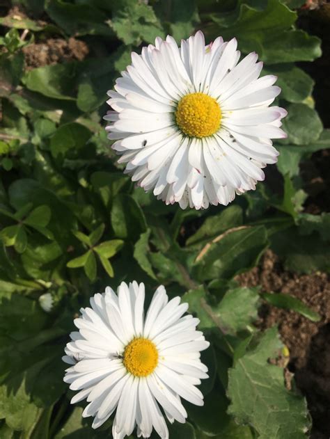 Buy White Daisy Live Plant - BloomyBliss