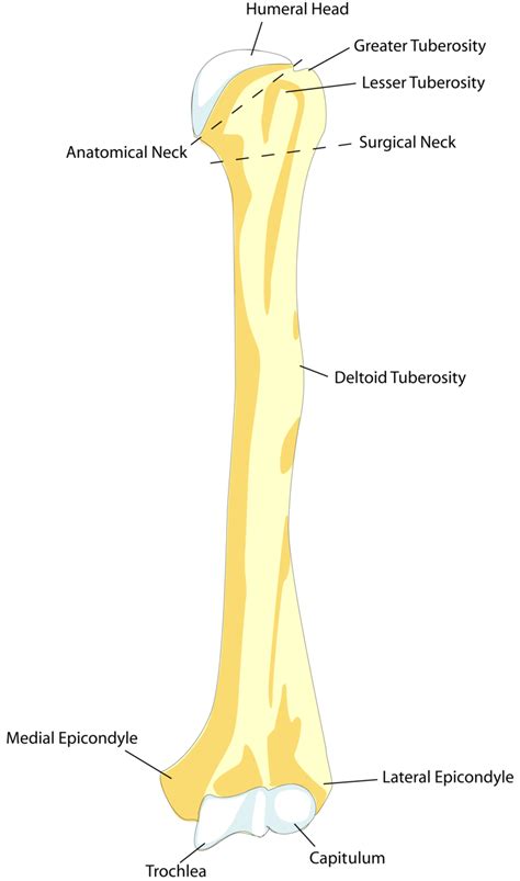 Surgical neck of the humerus - Wikipedia