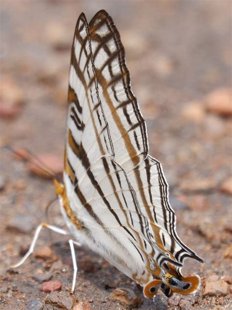 Discover Nature and Wildlife in Liberia - Liberia Tourism