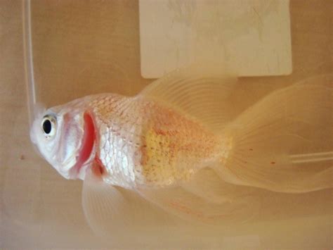 Goldfish curled gills; goldfish emergency; diagnose symptoms and treat